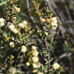 Acacia gunnii (Ploughshare Wattle) at Hackett, ACT - 1 Sep 2024 by Venture