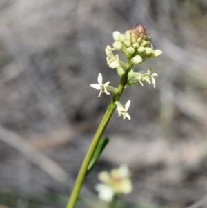 Stackhousia monogyna at Hackett, ACT - 1 Sep 2024 01:08 PM