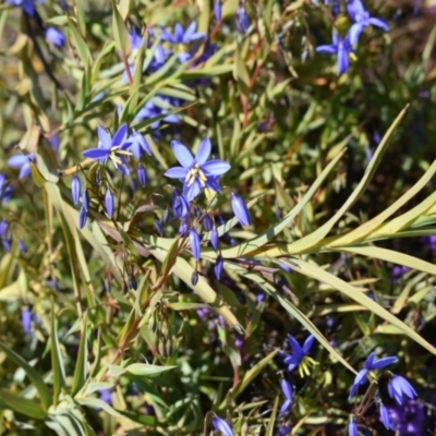 Stypandra glauca (Nodding Blue Lily) at Hackett, ACT - 1 Sep 2024 by Venture