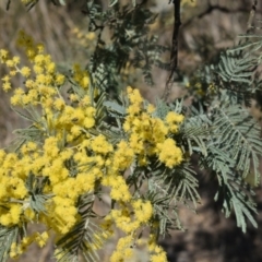 Acacia dealbata subsp. dealbata (Silver Wattle) at Watson, ACT - 1 Sep 2024 by Venture