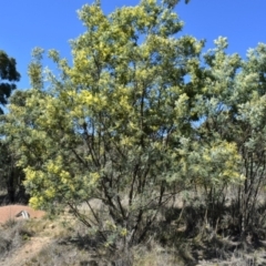 Acacia dealbata subsp. dealbata at Watson, ACT - 1 Sep 2024