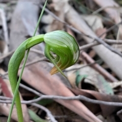 Pterostylis nutans (Nodding Greenhood) at Paddys River, ACT - 4 Sep 2024 by Venture