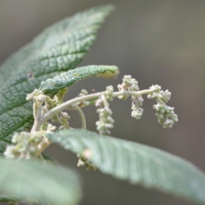 Pomaderris aspera at Paddys River, ACT - 4 Sep 2024