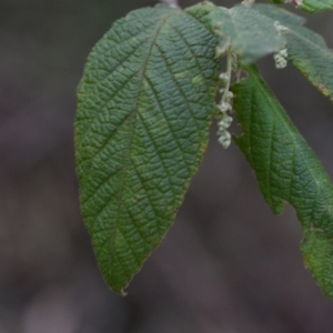 Pomaderris aspera at Paddys River, ACT - 4 Sep 2024 12:28 PM