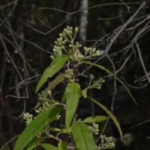 Olearia lirata at Paddys River, ACT - 4 Sep 2024