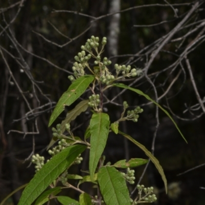 Olearia lirata (Snowy Daisybush) at Paddys River, ACT - 4 Sep 2024 by Venture