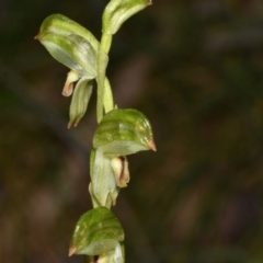 Bunochilus montanus (ACT) = Pterostylis jonesii (NSW) (Montane Leafy Greenhood) at Paddys River, ACT - 4 Sep 2024 by Venture