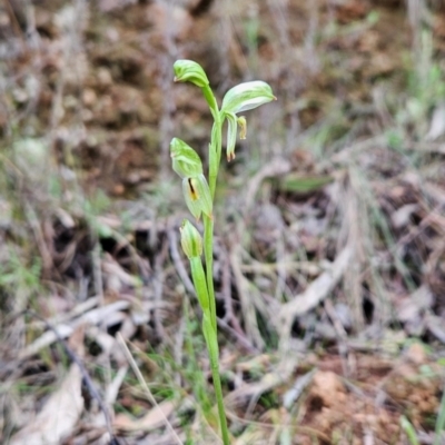 Bunochilus umbrinus (Broad-sepaled Leafy Greenhood) at Uriarra Village, ACT - 5 Sep 2024 by BethanyDunne