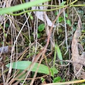 Glossodia major at Uriarra Village, ACT - 5 Sep 2024