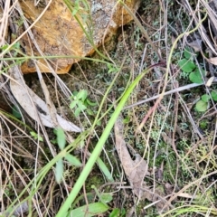 Caladenia sp. at Uriarra Village, ACT - suppressed