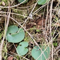 Corysanthes sp. (A Helmet Orchid) at Uriarra Village, ACT - 5 Sep 2024 by BethanyDunne