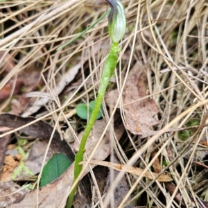 Pterostylis pedunculata at Uriarra Village, ACT - 5 Sep 2024