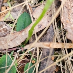 Pterostylis pedunculata at Uriarra Village, ACT - 5 Sep 2024