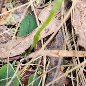 Pterostylis pedunculata at Uriarra Village, ACT - 5 Sep 2024