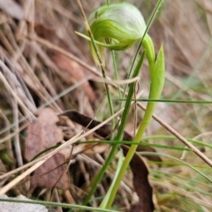 Pterostylis nutans (Nodding Greenhood) at Uriarra Village, ACT - 5 Sep 2024 by BethanyDunne