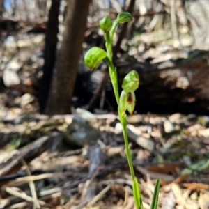 Bunochilus montanus at Uriarra Village, ACT - 5 Sep 2024