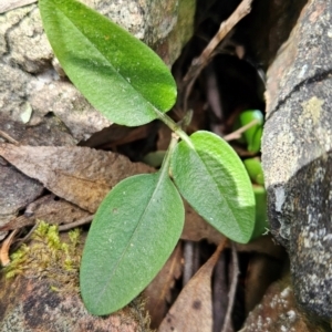 Pterostylis pedunculata at Uriarra Village, ACT - suppressed