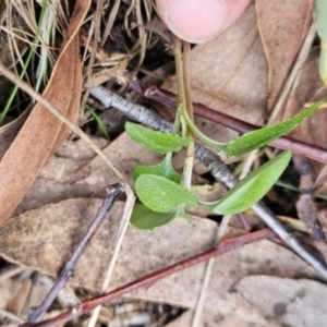 Pterostylis pedunculata at Uriarra Village, ACT - suppressed