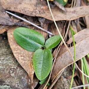 Pterostylis pedunculata at Uriarra Village, ACT - suppressed