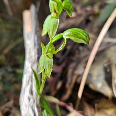 Bunochilus sp. (Leafy Greenhood) at Uriarra Village, ACT - 5 Sep 2024 by BethanyDunne