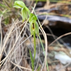 Bunochilus umbrinus (Broad-sepaled Leafy Greenhood) at Uriarra Village, ACT - 5 Sep 2024 by BethanyDunne