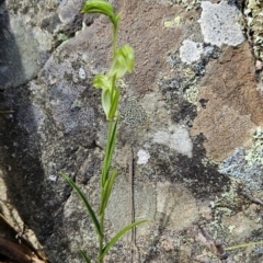 Bunochilus umbrinus at suppressed - 5 Sep 2024