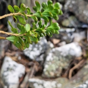 Platysace lanceolata at Uriarra Village, ACT - 5 Sep 2024