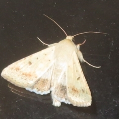 Helicoverpa punctigera (Native Budworm) at Flynn, ACT - 5 Sep 2024 by Christine