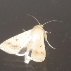 Helicoverpa punctigera at Flynn, ACT - 5 Sep 2024