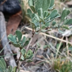 Hibbertia obtusifolia (Grey Guinea-flower) at Bruce, ACT - 5 Sep 2024 by JasoL