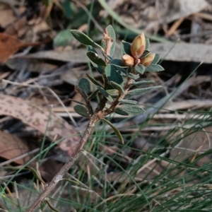 Brachyloma daphnoides at Bruce, ACT - 5 Sep 2024 02:10 PM