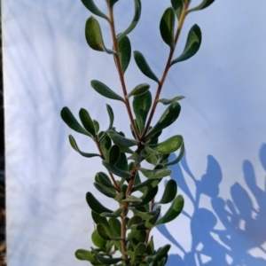 Persoonia rigida at Bruce, ACT - 29 Aug 2024