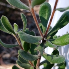 Persoonia rigida at Bruce, ACT - 29 Aug 2024