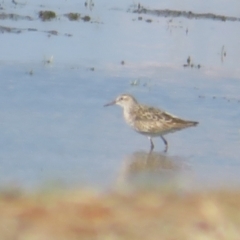 Calidris acuminata (Sharp-tailed Sandpiper) at Fyshwick, ACT - 5 Sep 2024 by Christine