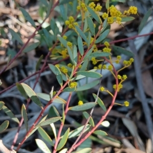 Acacia buxifolia subsp. buxifolia at Bruce, ACT - 29 Aug 2024 02:01 PM