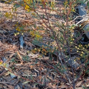 Acacia buxifolia subsp. buxifolia at Bruce, ACT - 29 Aug 2024 02:01 PM