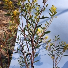 Acacia buxifolia subsp. buxifolia at Bruce, ACT - 29 Aug 2024 02:01 PM