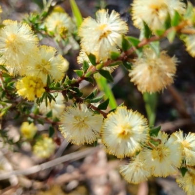 Acacia gunnii (Ploughshare Wattle) at Bruce, ACT - 29 Aug 2024 by JasoL