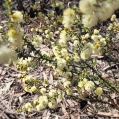 Acacia gunnii at Bruce, ACT - 29 Aug 2024