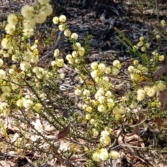 Acacia gunnii at Bruce, ACT - 29 Aug 2024