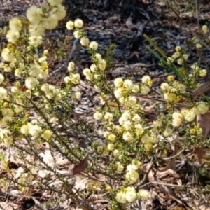 Acacia gunnii at Bruce, ACT - 29 Aug 2024