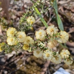 Acacia gunnii at Bruce, ACT - 29 Aug 2024