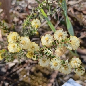 Acacia gunnii at Bruce, ACT - 29 Aug 2024