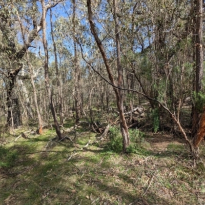 Cervidae (family) (Deer (unknown species)) at Denman Prospect, ACT - 5 Sep 2024 by rbtwo