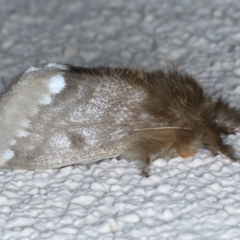 Euproctis baliolalis (Browntail Gum Moth) at Ainslie, ACT - 4 Sep 2024 by jb2602