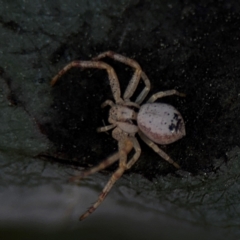 Australomisidia sp. (genus) (Flower spider) at Russell, ACT - 5 Sep 2024 by Hejor1