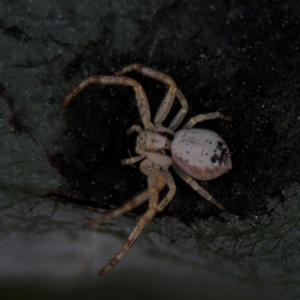 Australomisidia sp. (genus) at Russell, ACT - 5 Sep 2024