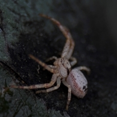 Australomisidia sp. (genus) at Russell, ACT - 5 Sep 2024