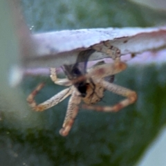 Australomisidia sp. (genus) at Russell, ACT - 5 Sep 2024