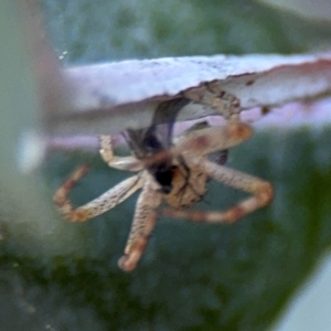 Australomisidia sp. (genus) at Russell, ACT - 5 Sep 2024